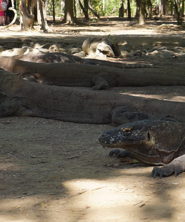 komodo dragon day tour