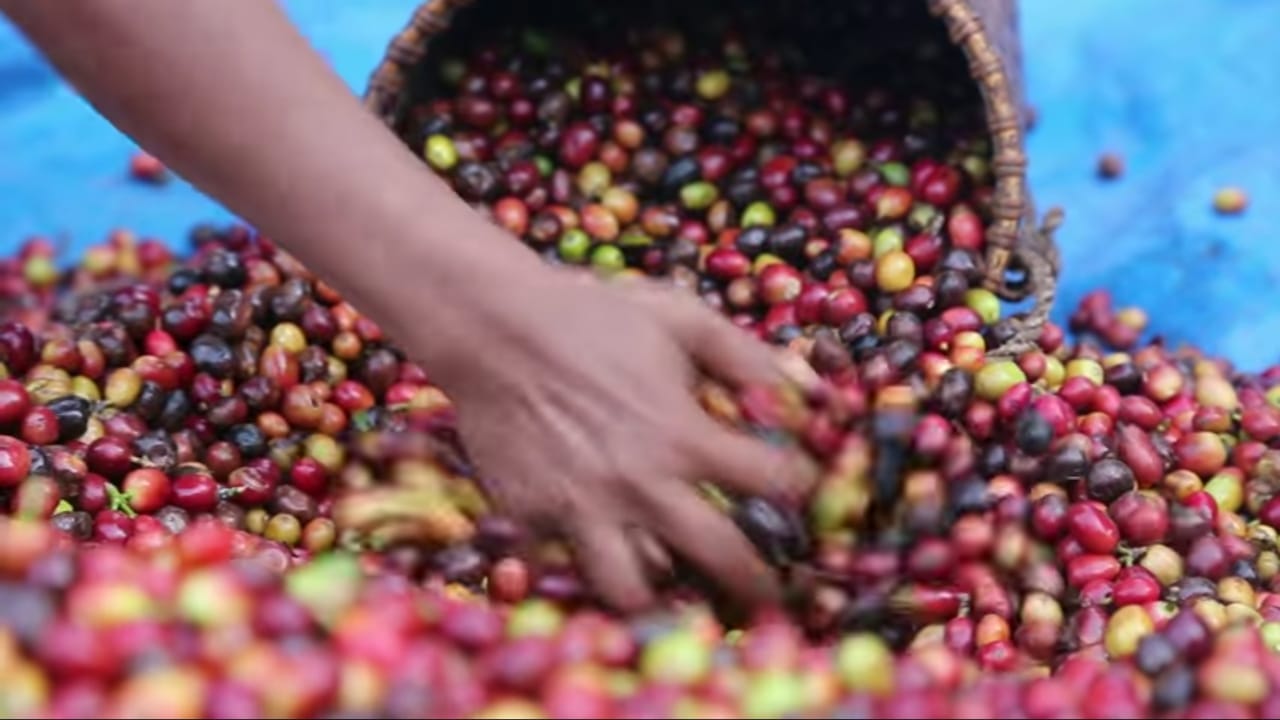coffee beans wae rebo