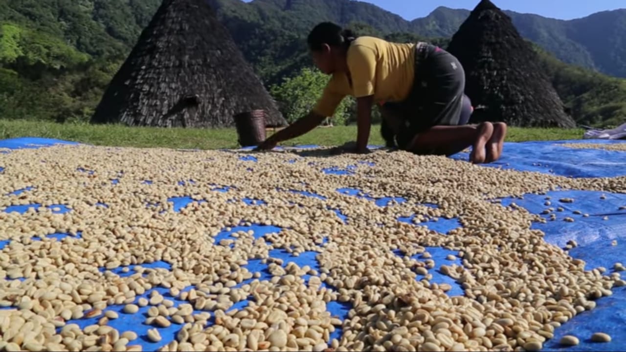 wae rebo coffee beans