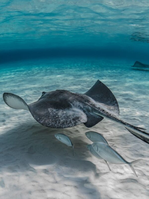 komodo diving tour