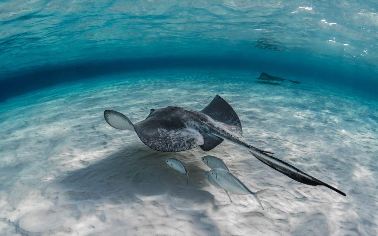 komodo diving tour