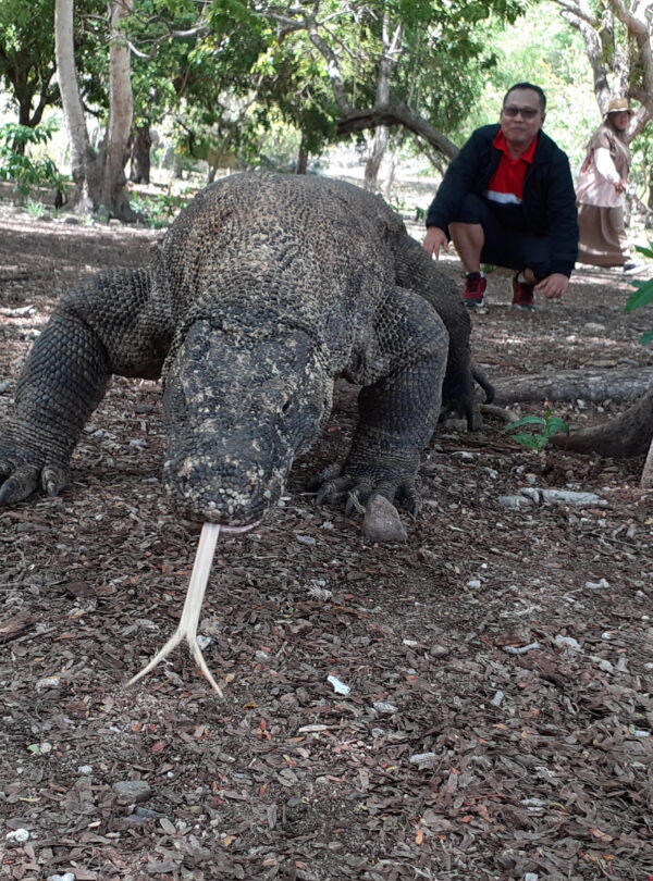 komodo dragon tour