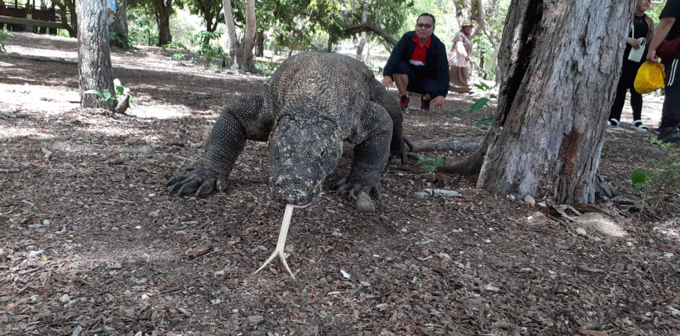 komodo dragon tour