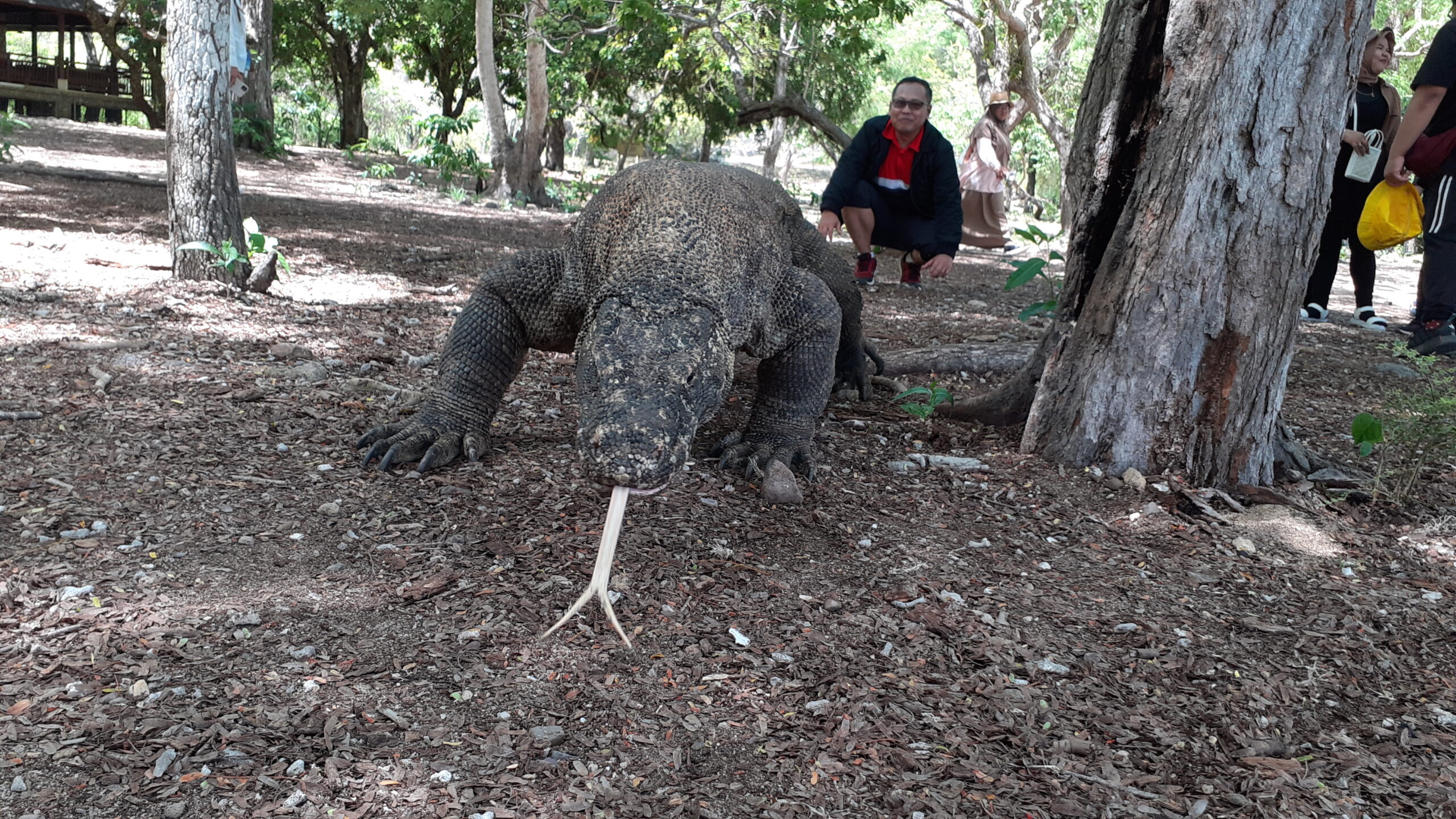 komodo dragon tour