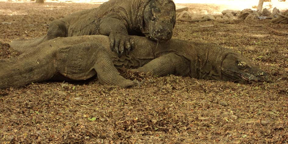 komodo dragon day tour